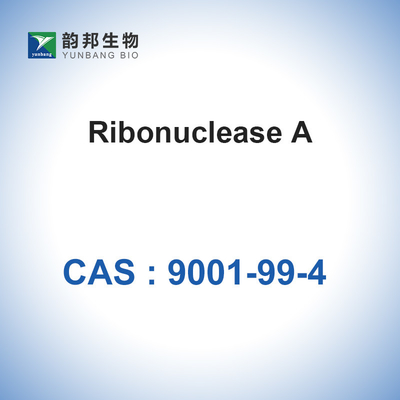 RNase A Ribonuclease A من البنكرياس البقري البيولوجي CAS 9001-99-4