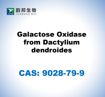 CAS 9028-79-9 أكسدة الجلاكتوز من دكتيليوم دندرويدز