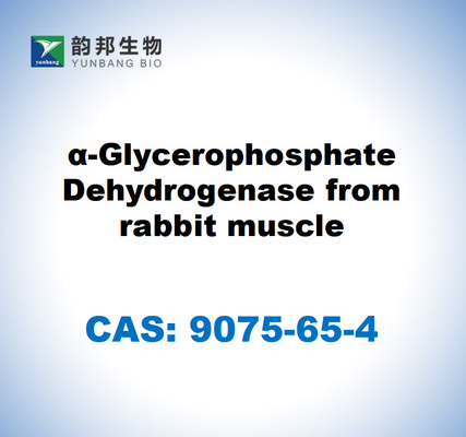 CAS 9075-65-4 α-Glycerophosphate Dehydrogenase من عضلة الأرنب