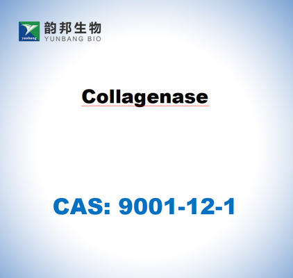 CAS 9001-12-1 كولاجيناز TYPE I من Clostridium histolyticum