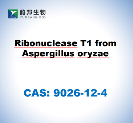 CAS 9026-12-4 ريبونوكلياز T1 من Aspergillus oryzae