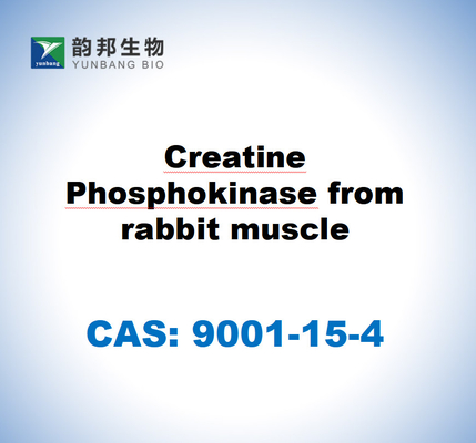 CAS 9001-15-4 فوسفوكيناز الكرياتين من عضلة الأرنب