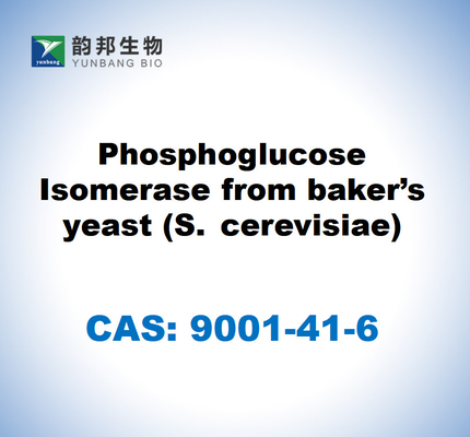CAS 9001-41-6 فوسفوجلوكوز إيزوميراز من خميرة الخبز (S. cerevisiae)