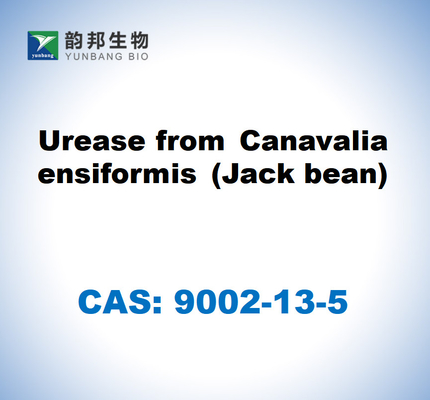 CAS 9002-13-5 اليوراس من Canavalia ensiformis (فول جاك)