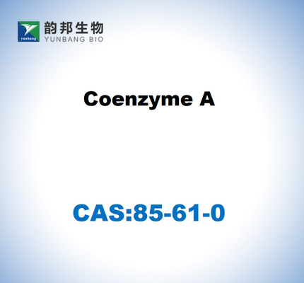CAS 85-61-0 كوفينزيم A 85٪ درجة ثقافة الخلية