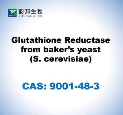 CAS 9001-48-3 غلوتاتيون ريدوكتاز من مخمير الخبز (S. cerevisiae)
