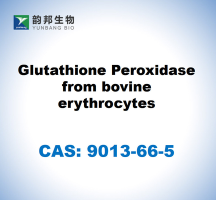 CAS 9013-66-5 غلوتاثيون بيروكسيداز من الخلايا الحمراء من البقر
