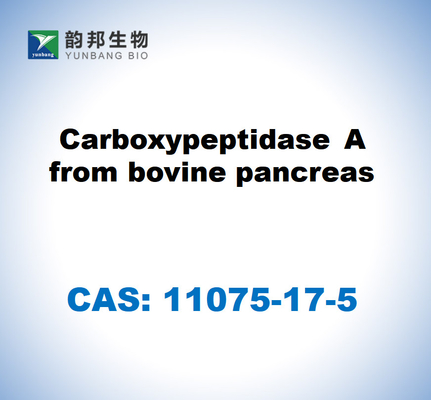 CAS 11075-17-5 كاربوكسي بيبتيداز A من البنكرياس البقري