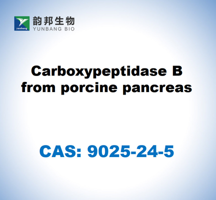 CAS 9025-24-5 Carboxypeptidase B من البنكرياس الخنزير