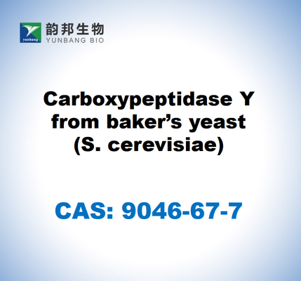 CAS 9046-67-7 كاربوكسي بيبتيداز Y من مخمير الخبز (S. cerevisiae)